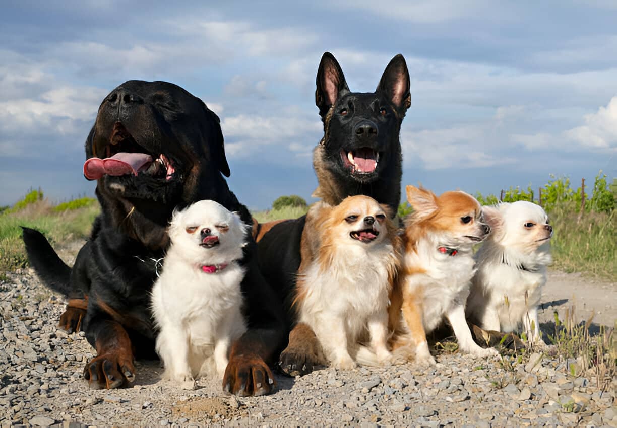 Manada de perros